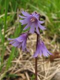 Soldanella montana