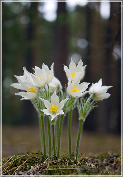 Image of Pulsatilla patens specimen.