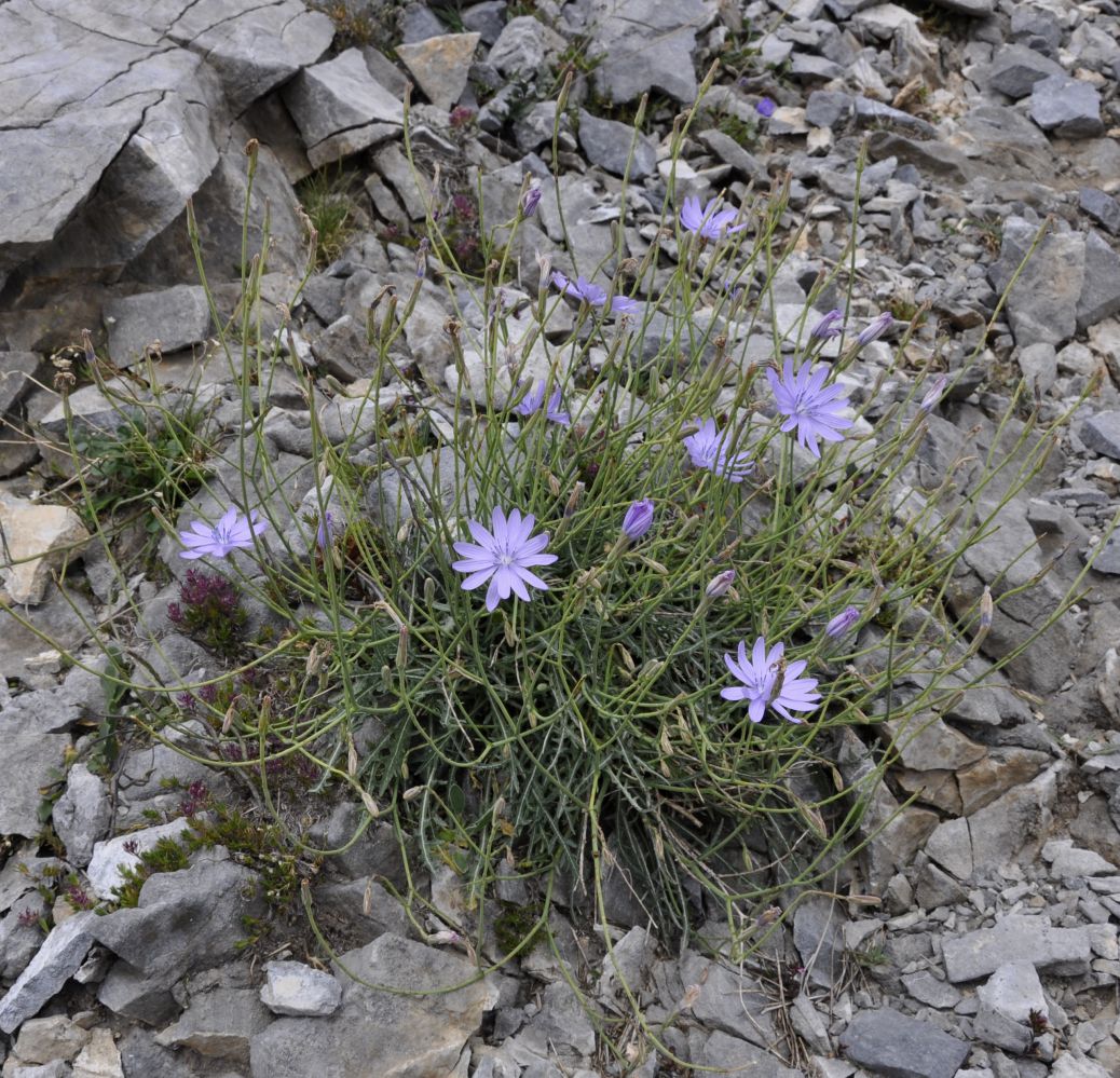 Image of Lactuca intricata specimen.