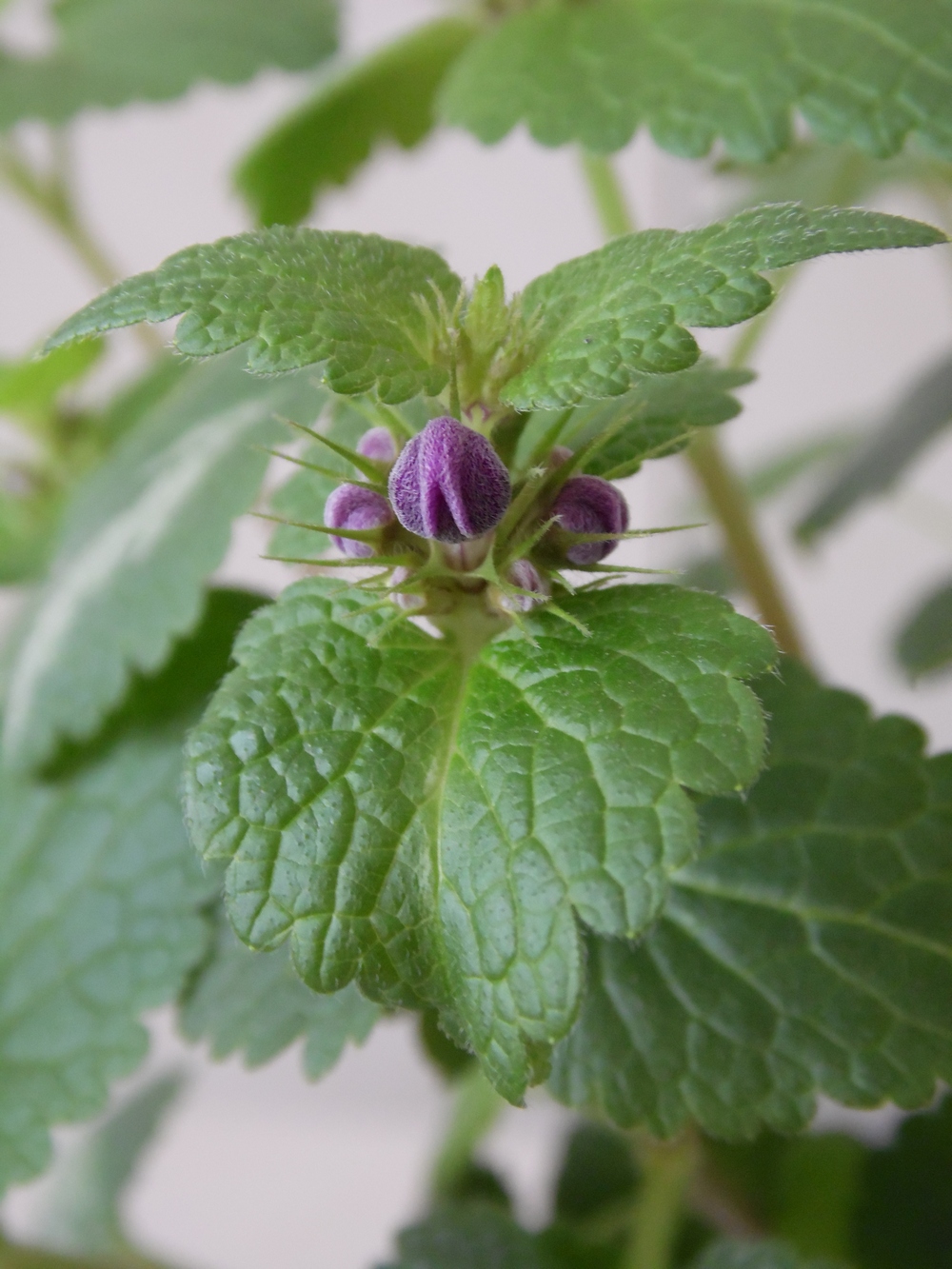 Image of Lamium maculatum specimen.