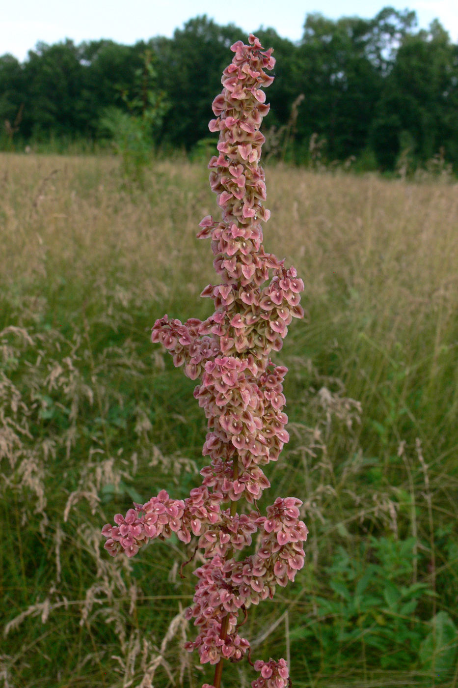 Изображение особи Rumex crispus.