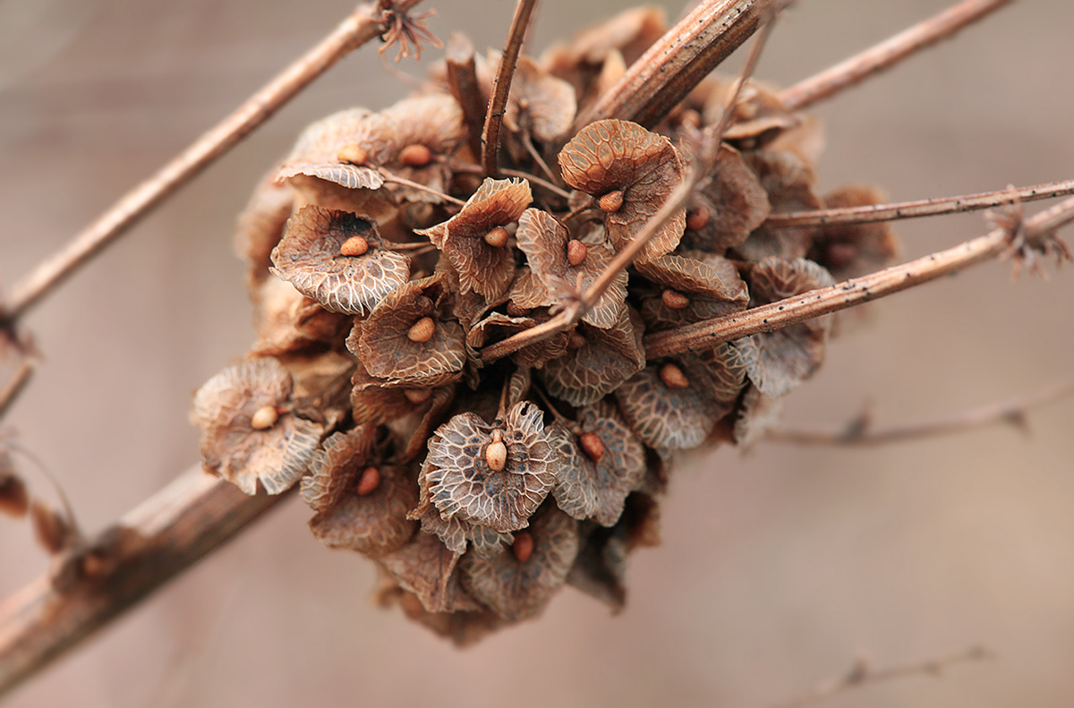 Image of Rumex confertus specimen.