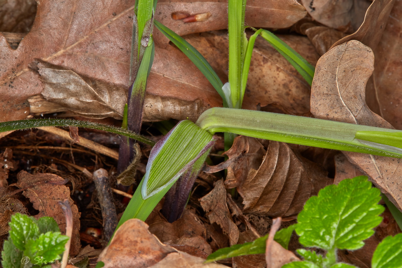 Image of Carex pilosa specimen.