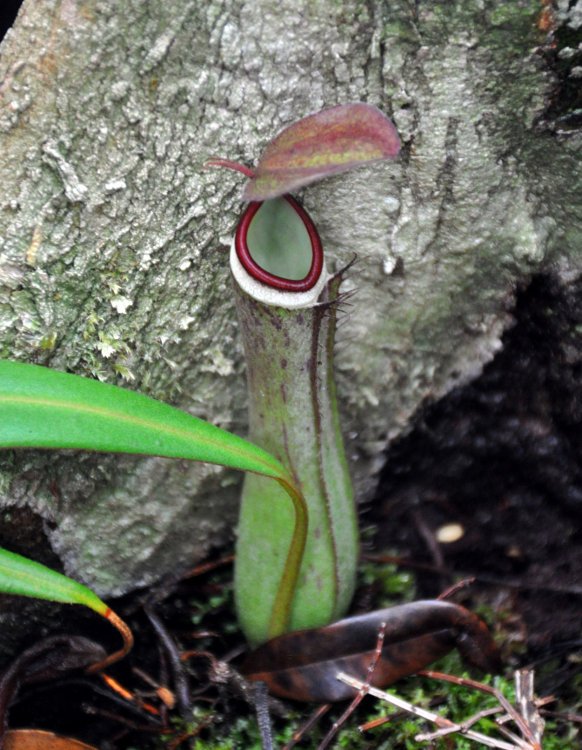 Image of Nepenthes albomarginata specimen.