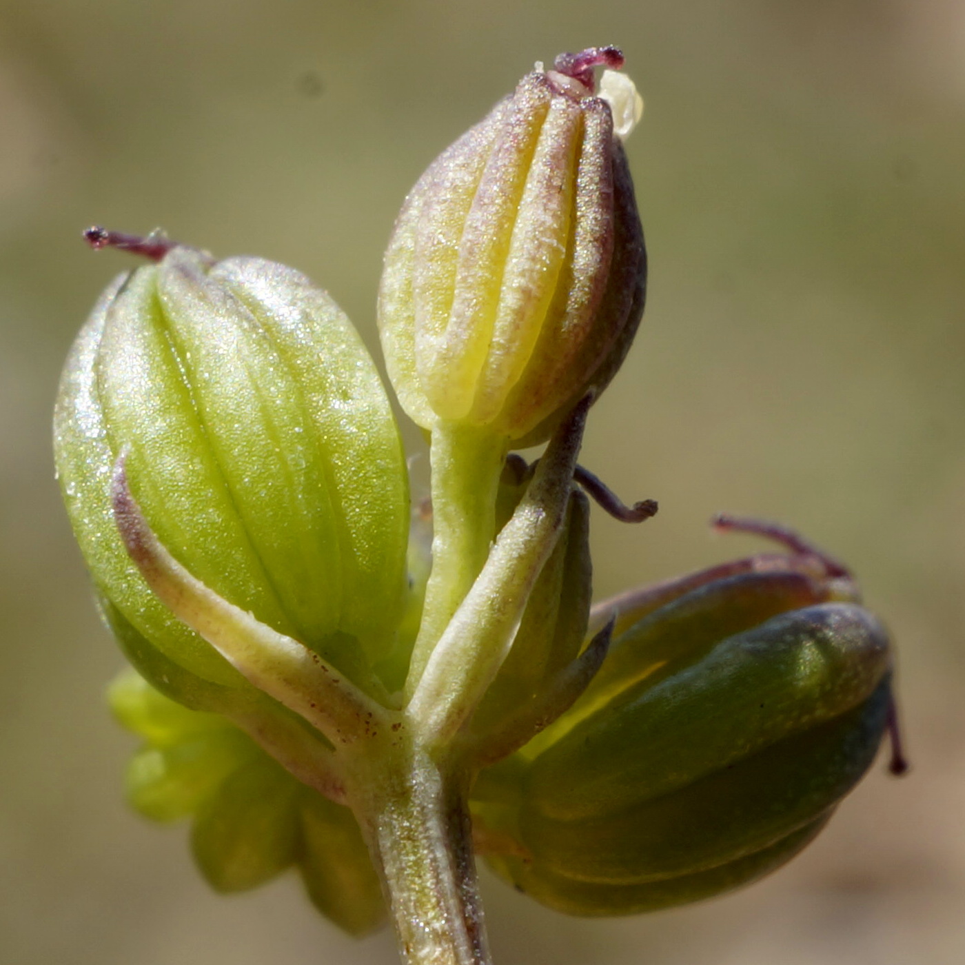 Image of Trinia biebersteinii specimen.