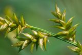 Carex elongata