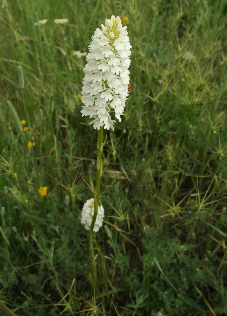 Изображение особи Anacamptis pyramidalis.