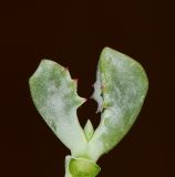 Lampranthus deltoides