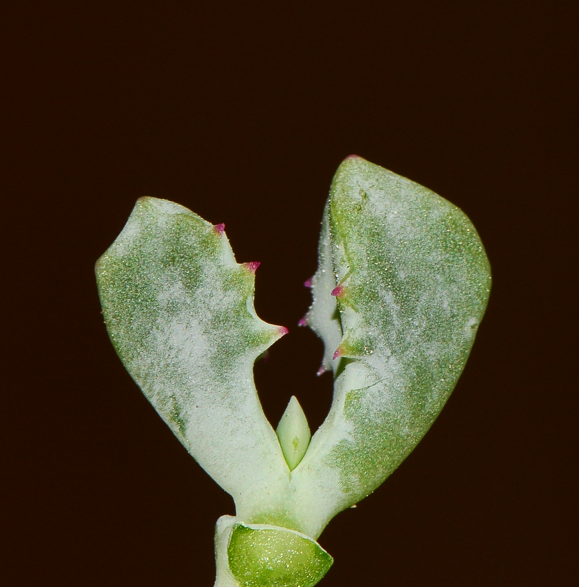 Изображение особи Lampranthus deltoides.