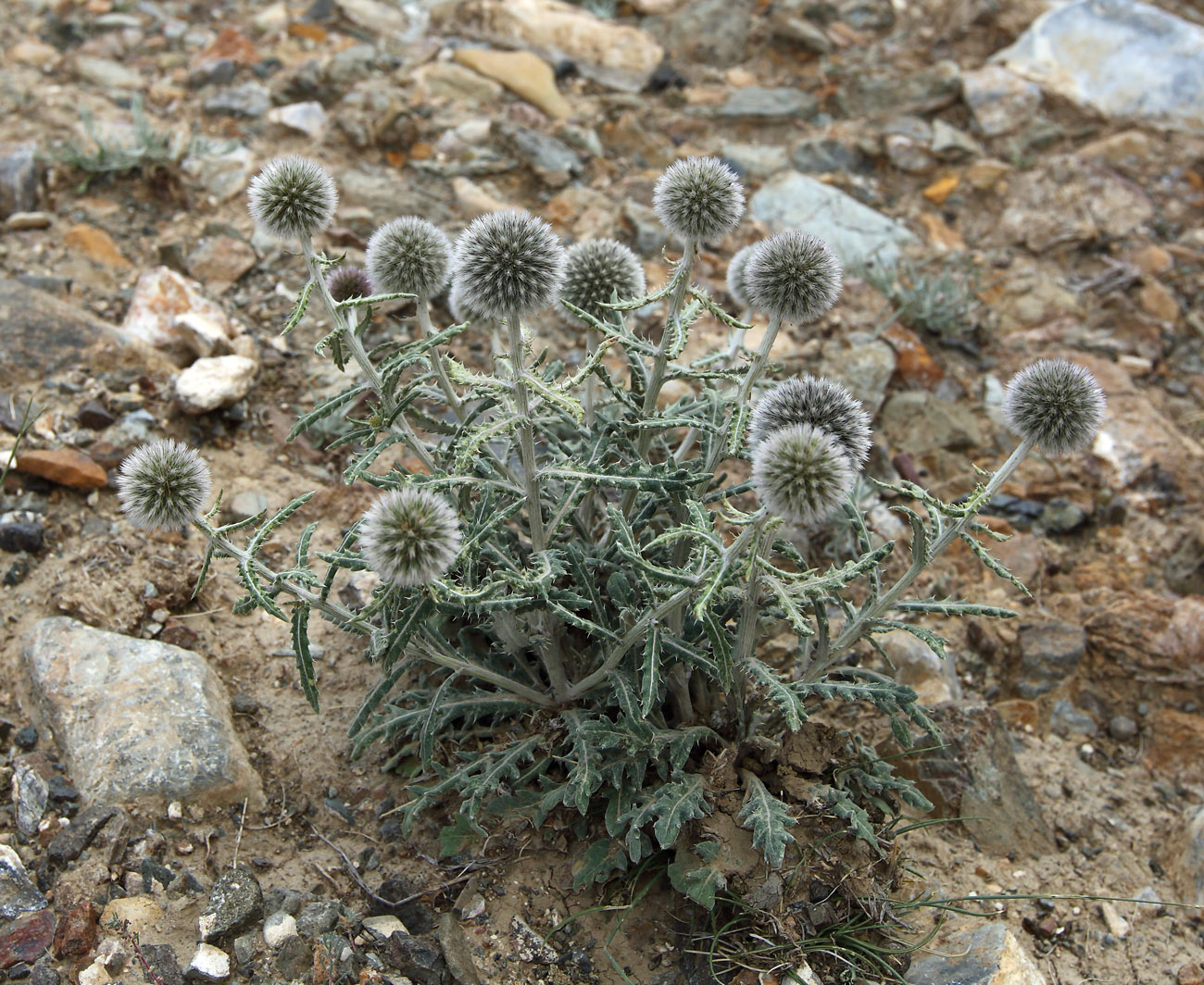 Изображение особи Echinops humilis.