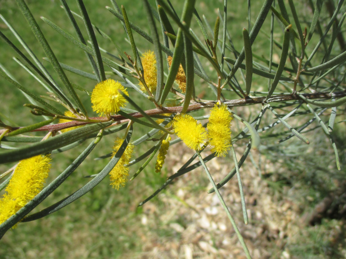 Image of Acacia aneura specimen.