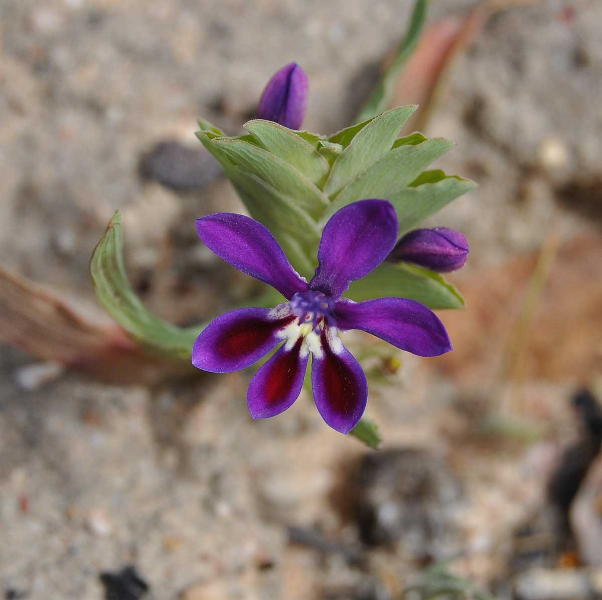 Image of Lapeirousia jacquinii specimen.