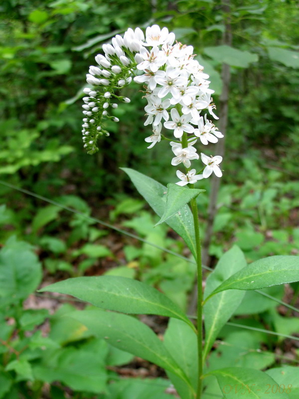 Изображение особи Lysimachia clethroides.