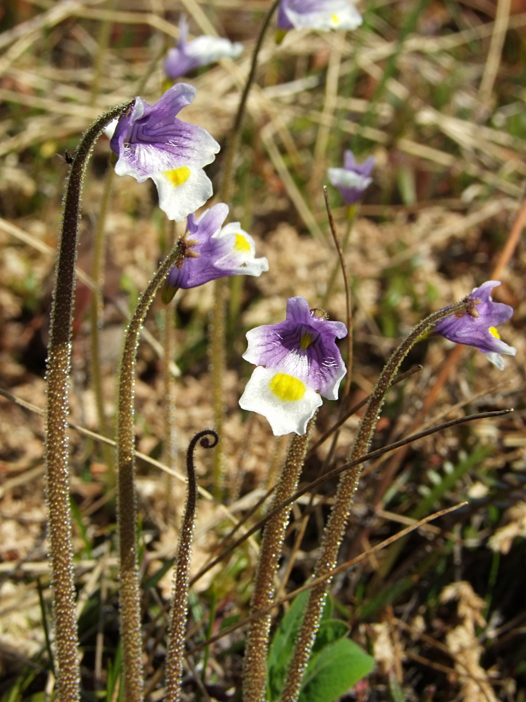 Изображение особи Pinguicula spathulata.