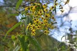 genus Senecio. Верхушка цветущего растения. Китай, Юньнань, горы Shibaoshan (Shibao Shan), вершина горы, у подножия которой находится храм Баосян (Baoxiang Temple); рядом растут юньнаньские сосны. 26 октября 2016 г.