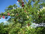 Terminalia prunioides. Ветвь с соцветиями и плодами. Австралия, г. Брисбен, ботанический сад. 30.12.2015.
