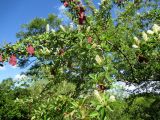 Terminalia prunioides