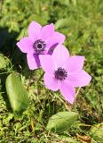 Anemone coronaria. Цветки (внизу широкие листья Arisarum vulgare). Греция, о. Эвбея, г. Эретрия, развалины Акрополя, луг с отдельными деревьями. 25.01.2018.