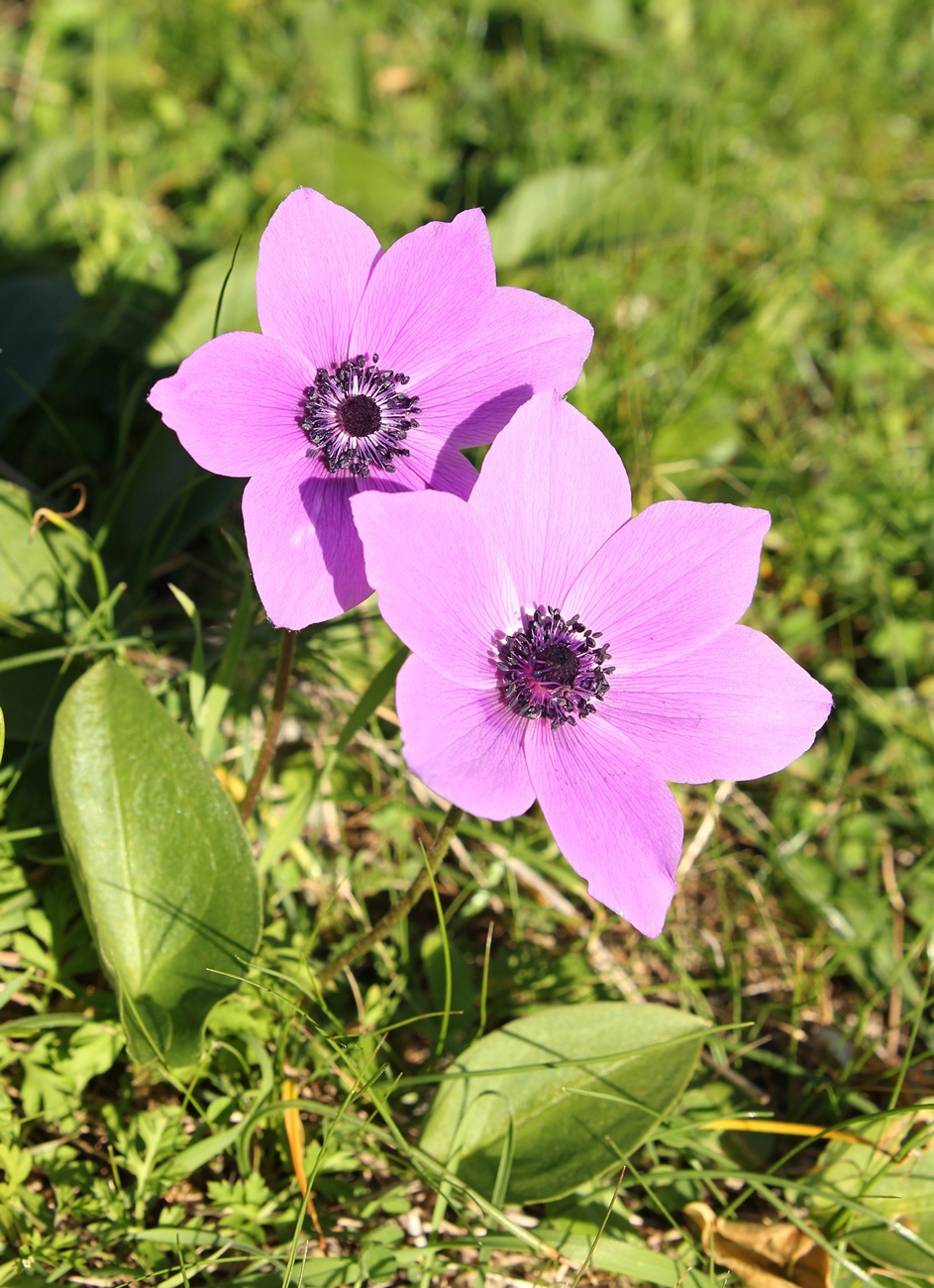 Изображение особи Anemone coronaria.