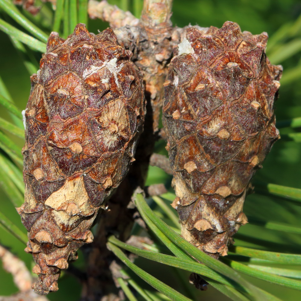 Image of genus Pinus specimen.