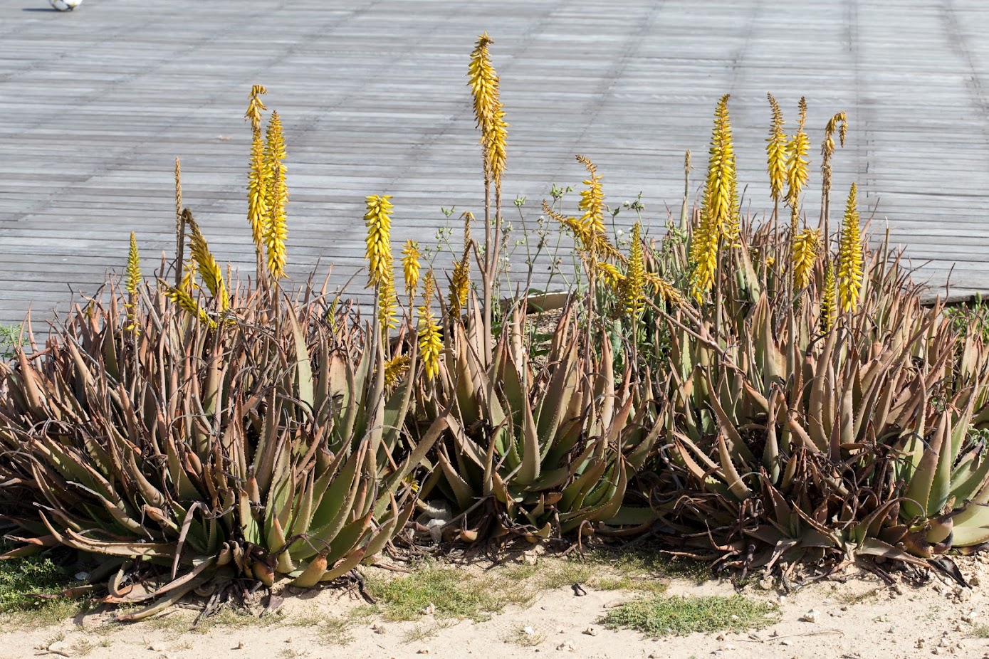 Image of Aloe vera specimen.