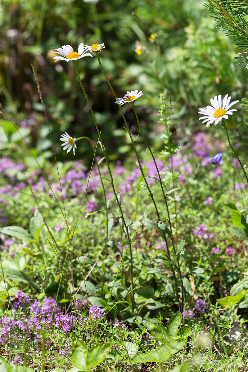 Изображение особи Leucanthemum ircutianum.