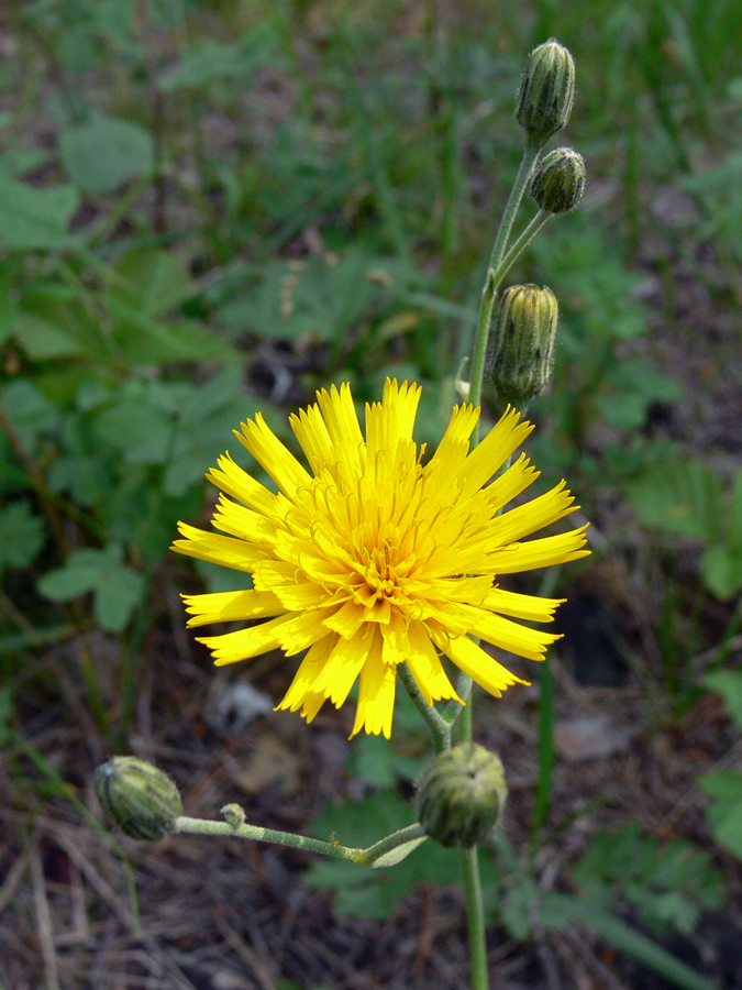 Изображение особи род Hieracium.