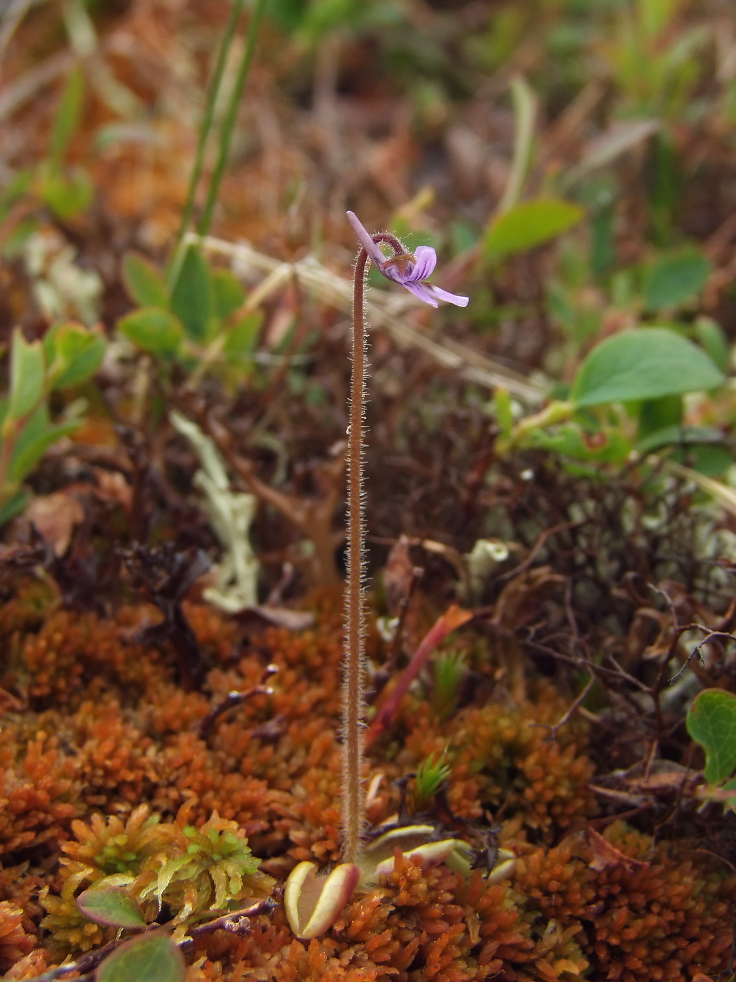 Изображение особи Pinguicula villosa.