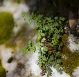 Asplenium ruta-muraria