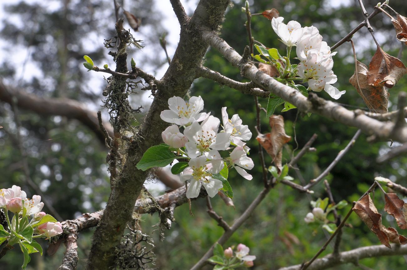 Изображение особи Malus orientalis.