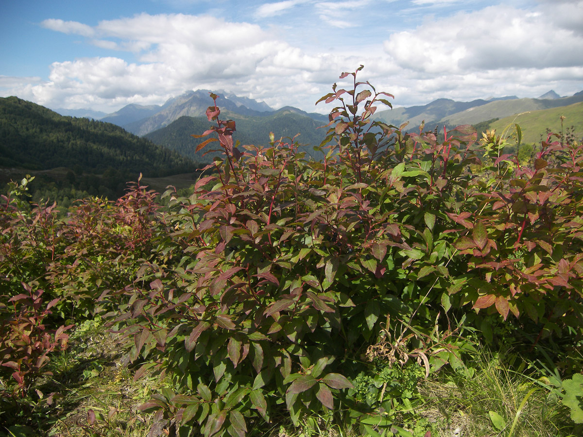 Image of Vaccinium arctostaphylos specimen.