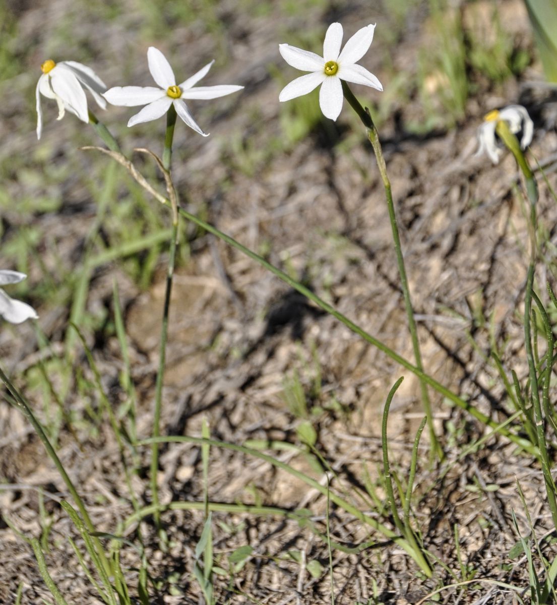 Изображение особи Narcissus obsoletus.