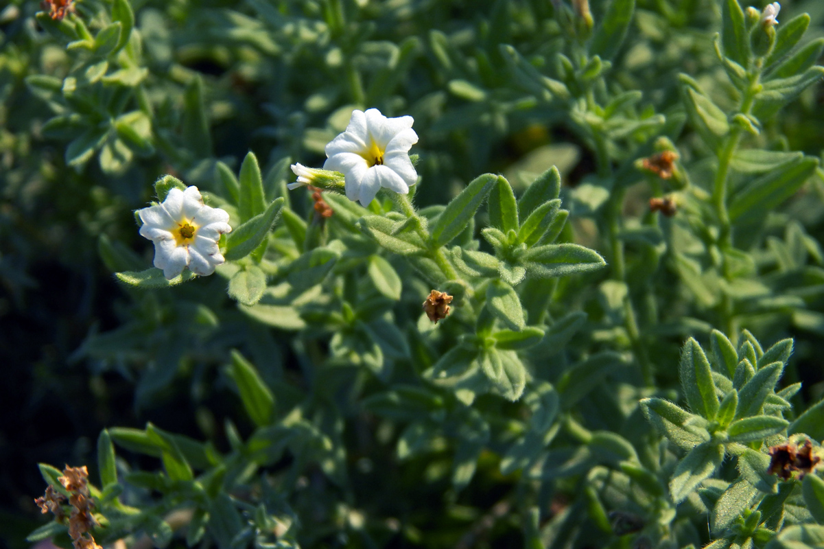 Image of Argusia rosmarinifolia specimen.