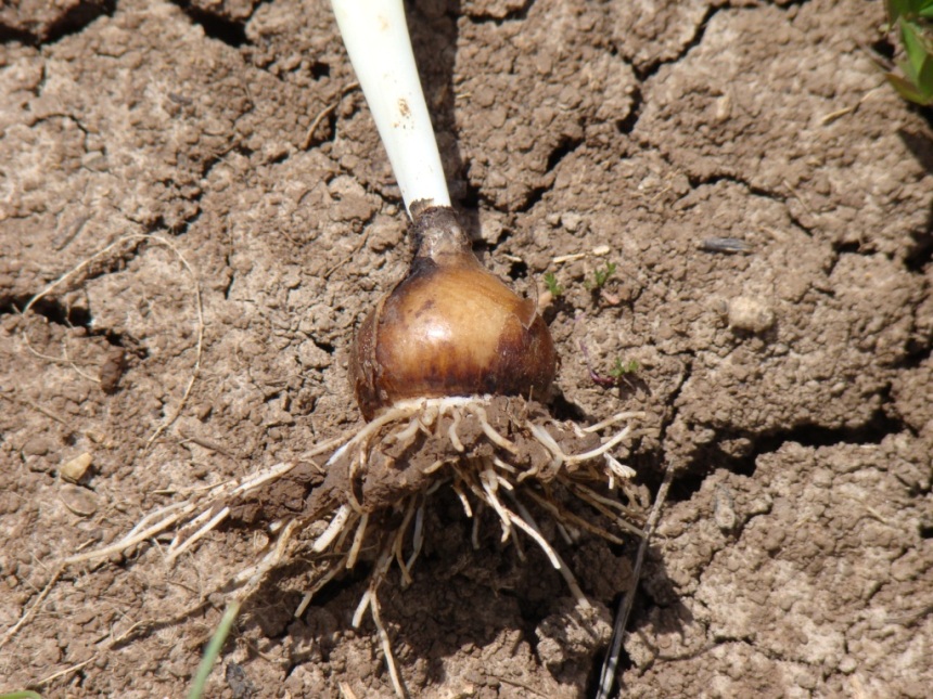 Image of Bellevalia pycnantha specimen.