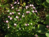 Epilobium hornemannii. Верхушки цветущих побегов. Магаданская обл., г. Магадан, окр. пос. Снежная Долина, в долине р. Дукча, моховой заболоченный участок. 03.07.2016.