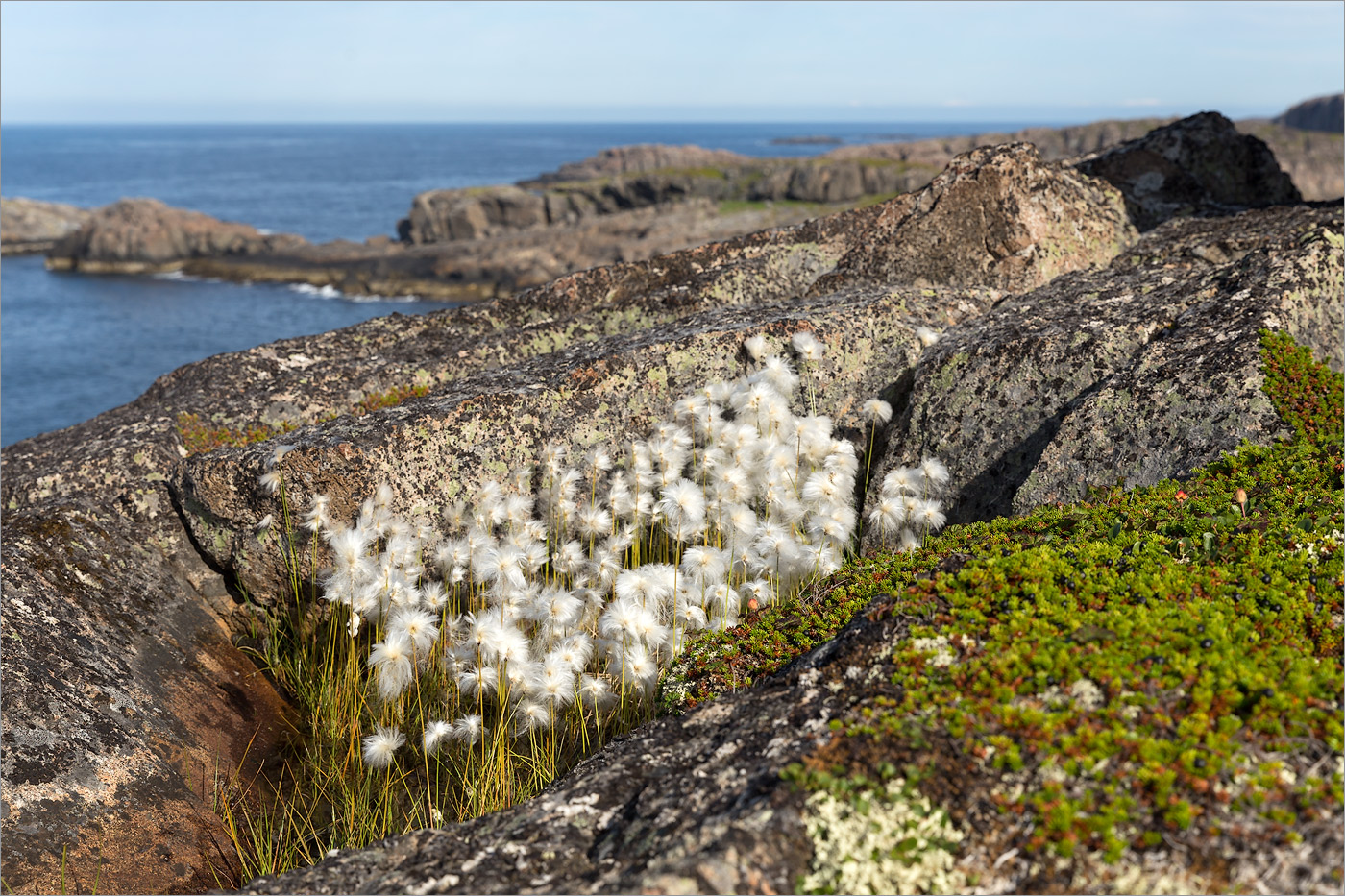 Изображение особи Eriophorum scheuchzeri.