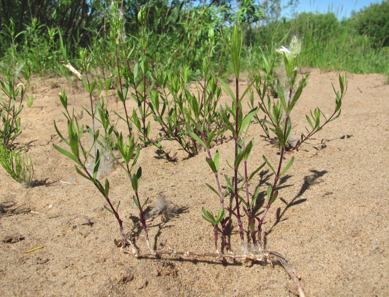 Image of Silene tatarica specimen.