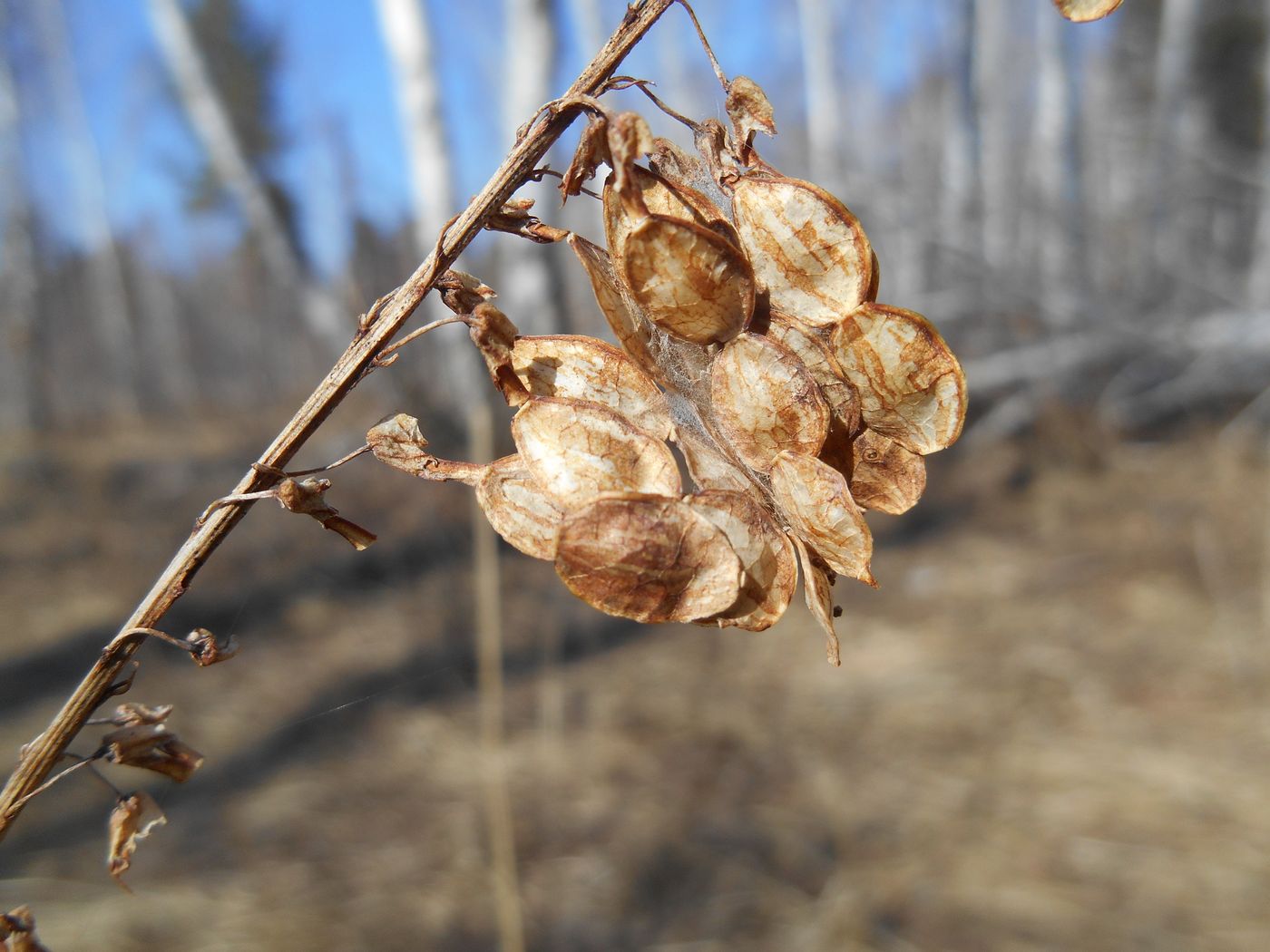 Изображение особи Hedysarum alpinum.