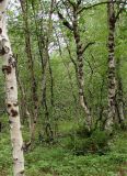 genus Betula. Часть ствола и взрослые деревья. Якутия, Алданский р-н, окр. г. Алдан, вершина радиосопки. 21.06.2012.