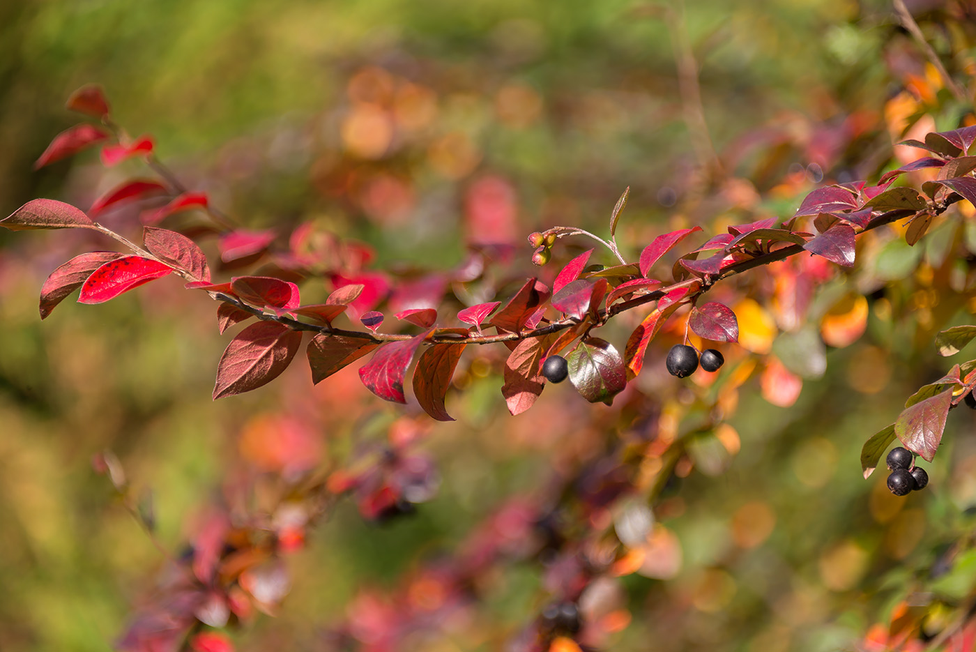 Image of Cotoneaster lucidus specimen.