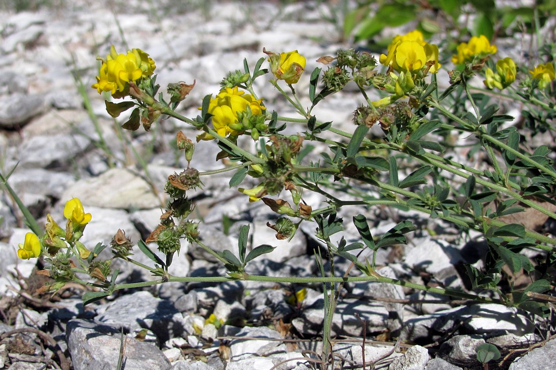 Изображение особи Medicago saxatilis.