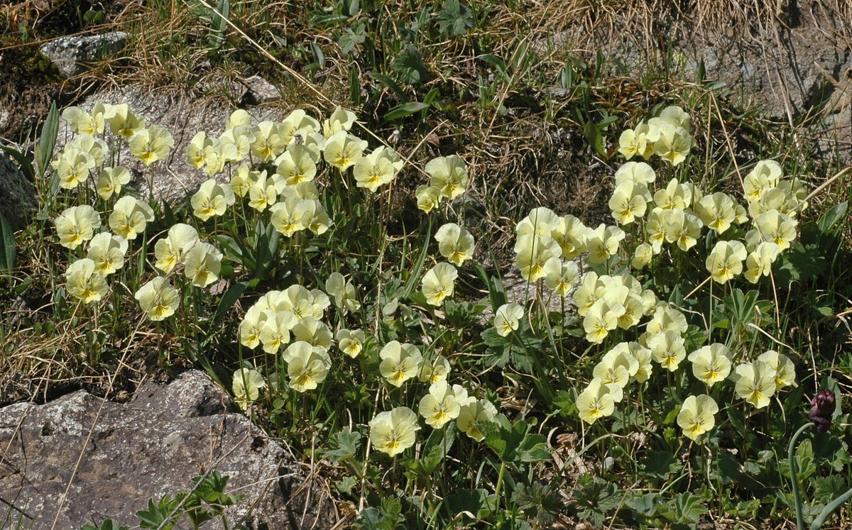 Изображение особи Viola altaica.