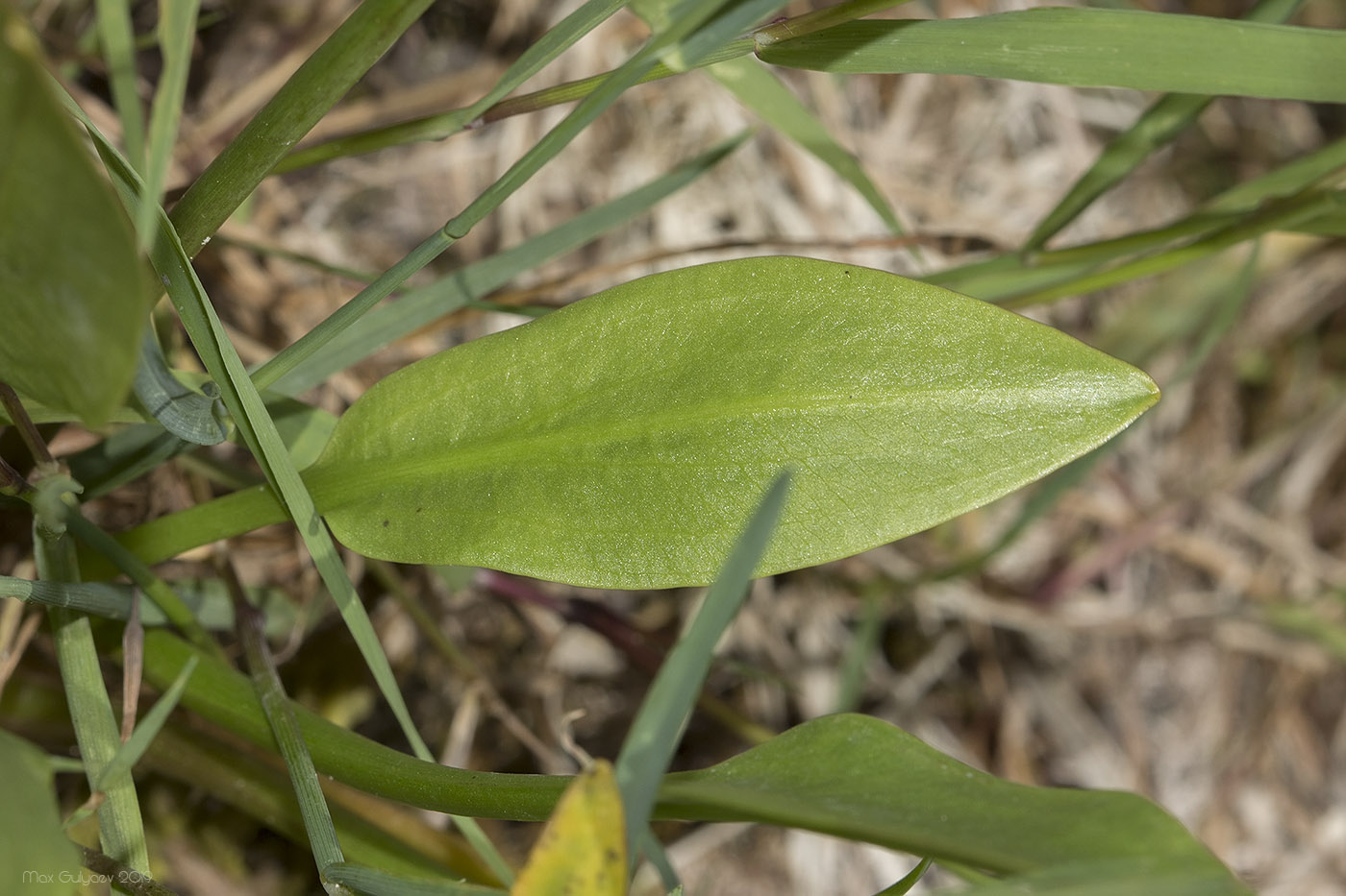 Изображение особи Alisma lanceolatum.