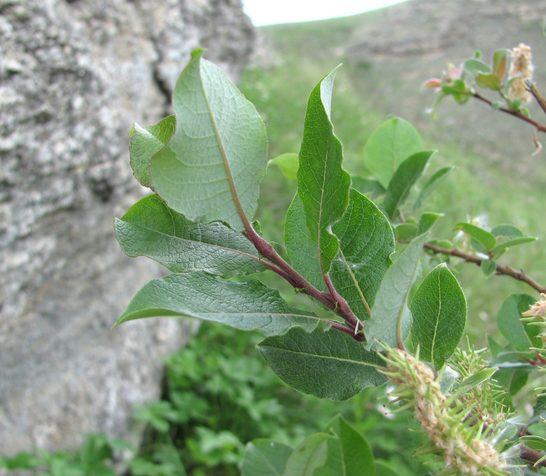 Image of Salix kuznetzowii specimen.