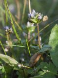 Gentianella lingulata. Верхушка расцветающего растения. Мурманская обл., п-в Рыбачий, берег губы Скорбеевской, луговина в вороничной тундре. 25.08.2019.