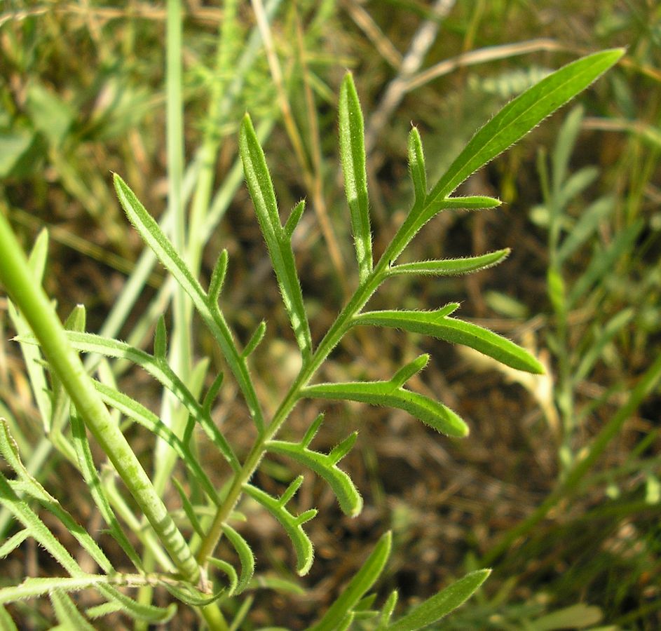 Image of Scabiosa ochroleuca specimen.