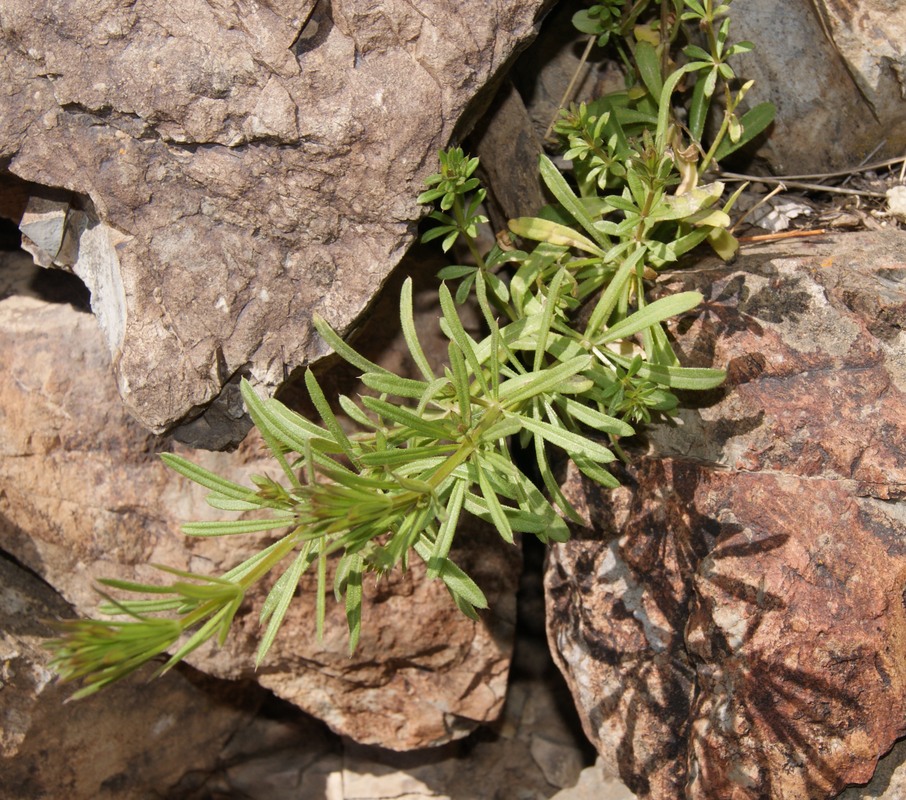 Изображение особи Galium aparine.