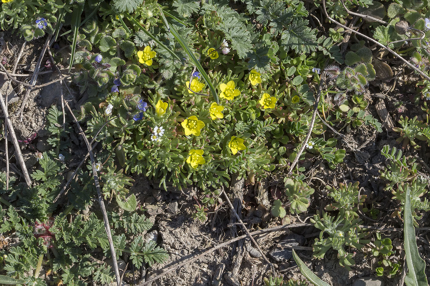 Image of Ceratocephala falcata specimen.