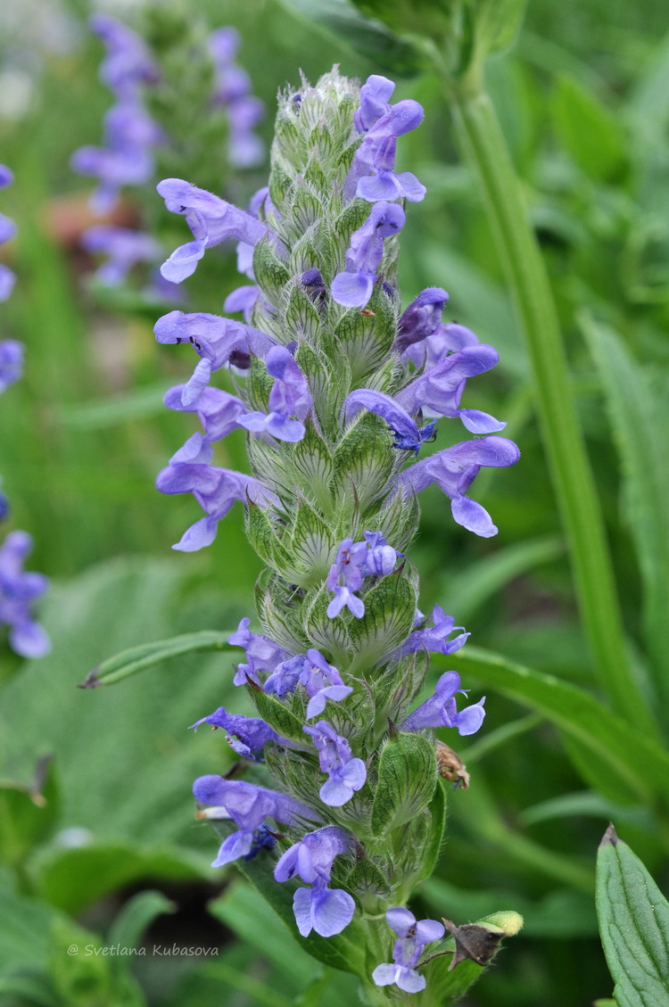 Изображение особи Nepeta nervosa.