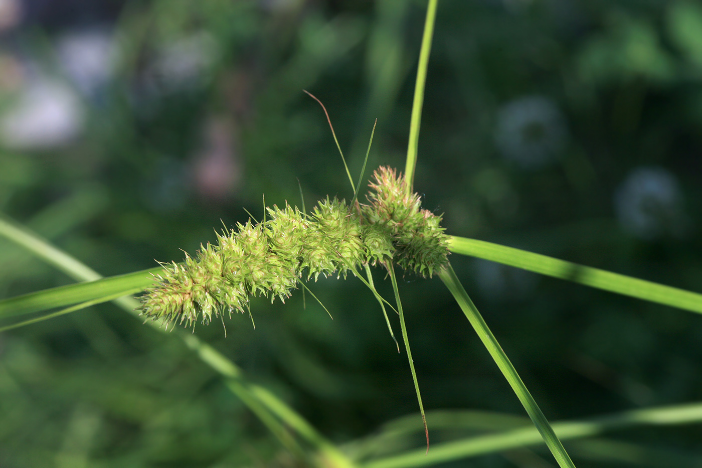 Image of Carex neurocarpa specimen.